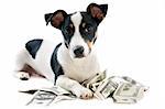 portrait of a puppy jack russel terrier with dollars in studio