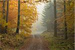 Chemin à travers la forêt de hêtre à l'automne, Spessart, Bavière, Allemagne