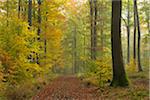 Chemin à travers la forêt de hêtre à l'automne, Spessart, Bavière, Allemagne