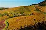 Vineyards in Autumn, Ortenberg, Ortenau, Black Forest, Baden-Wurttemberg, Germany