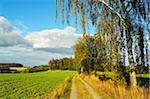 Country road et bouleaux arbres Friedenfels, Bavière, Allemagne