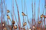 Moineaux sur les branches de la prune