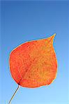 Close up of a dried leaf against the blue sky