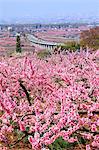 Fuefuki, préfecture de Yamanashi