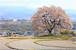 Blooming cherry tree at Alligator's Mound in Nirasaki, Yamanashi Prefecture