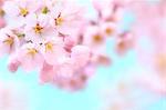 Close up of cherry blossoms in full bloom