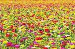 Zinnia flower field in Yamanashi Prefecture