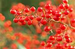 Plantes Nandina réel