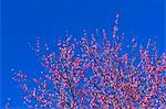 Plum blossoms and flowers