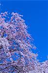 Cherry blossoms and the blue sky