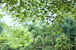 Green maple leaves and bamboo fence