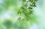 Close up of green maple leaves