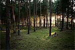 Sun shining through trees in forest