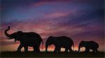 Silhouette of elephants against sky