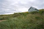 Strandhafer weht im wind