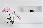 Pink orchid plant and ornaments in room