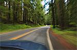 Fahrt durch Wald, Mount-Rainier-Nationalpark, Washington, USA