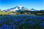 Summer alpine wild flower meadow on Skyline Trail, Mount Rainier National Park, Washington, USA