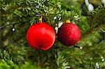 Christmas ornaments on tree