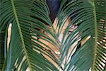 Woman looking through palm leaves