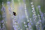 Bee pollinating lavender flowers