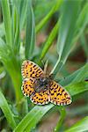 Butterfly on leaf