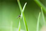 Fly on leaf