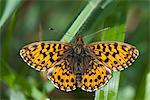 Butterfly flying among leaves