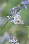 Lycaenidae papillon sur les fleurs de lavande