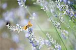 Papillon de skipper sur les fleurs de lavande