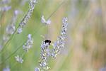 Fleurs de lavande polinating Bee