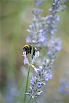 Bumblebee on lavender flowers