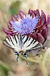 Zebra swallowtail butterfly flying over artichoke flower