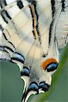 Ailes de papillon machaon Zebra