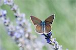 Hocken auf den Blumen Schmetterling