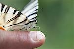 Zebra swallowtail butterfly perching on person's finger, cropped