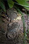 Toad laying eggs