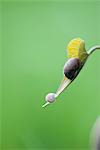 Escargot sur le bord de fleur