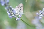 Lycaenidae butterfly on lavender flowers