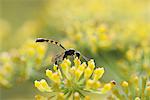 Fleurs de fenouil pollinisateurs WASP