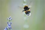 Buff-tailed bumblebee