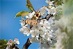 Butterfly on cherry blossom