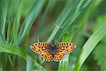 Butterfly flying among leaves