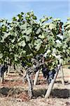Grape Vine at Vineyard, Saint Emilion, Bordeaux Region, Gironde, Aquitaine, France