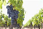 Grape Vine at Vineyard, Saint Emilion, Bordeaux Region, Gironde, Aquitaine, France