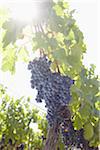 Grape Vine at Vineyard, Saint Emilion, Bordeaux Region, Gironde, Aquitaine, France