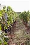 Vineyard, Saint Emilion, Bordeaux Region, Gironde, Aquitaine, France