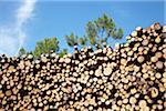 Pile of Logs, Lacanau, Gironde, Aquitaine, France