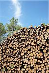 Pile of Logs, Lacanau, Gironde, Aquitaine, France