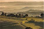 Vue d'ensemble des vignobles et collines brumeuses, région de Chianti, Toscane, Italie